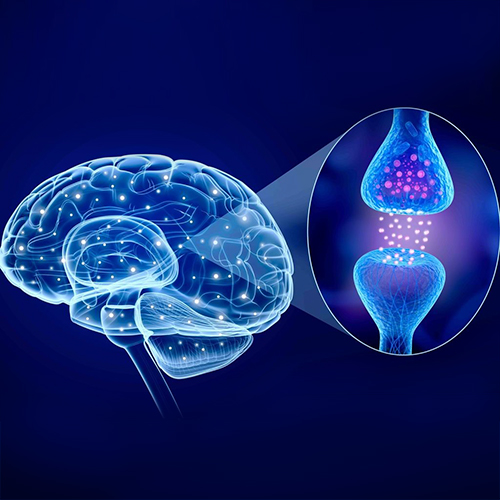 Human brain and Active receptor